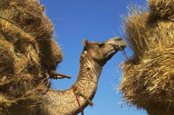 Camel Carrying Straw, Pushkar, Rajasthan, India | Obraz na stenu