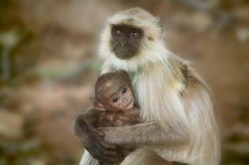 Black-Face Langur Mother and Baby, Ranthambore National Park, Rajasthan, India | Obraz na stenu