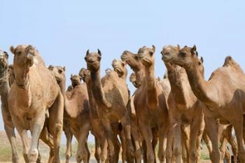 Camels in the desert, Pushkar, Rajasthan, India | Obraz na stenu