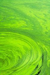 Algae on water, Indhar Lake, Udaipur, Rajasthan, India | Obraz na stenu