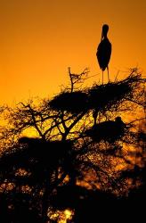 Silhouette of Painted Stork, Keoladeo National Park, Rajasthan, India | Obraz na stenu