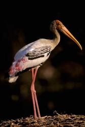 Painted Stork, Bharatpur, Keoladeo National Park, Rajasthan, India | Obraz na stenu