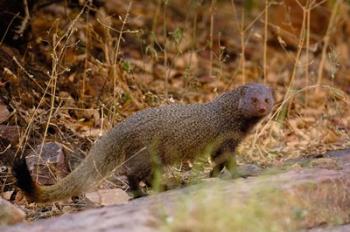 Ruddy Mongoose, Ranthambhore NP, Rajasthan, INDIA | Obraz na stenu