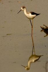 Black-winged stilt bird, Keoladeo Ghana Sanctuary, INDIA | Obraz na stenu