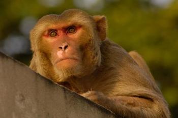 Rhesus Macaque, Bird, Bharatpur. Rajasthan. INDIA | Obraz na stenu