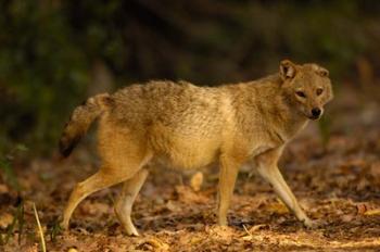 Golden Jackal wildlife, Bharatpur NP, Rajasthan. INDIA | Obraz na stenu