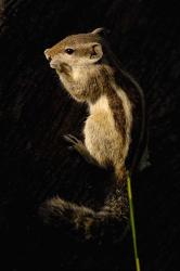 Northern Palm Squirrel, Bharatpur NP, Rajasthan. INDIA | Obraz na stenu