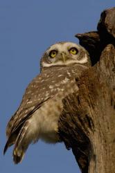 Spotted Owlet bird, Bharatpur NP, Rajasthan. INDIA | Obraz na stenu