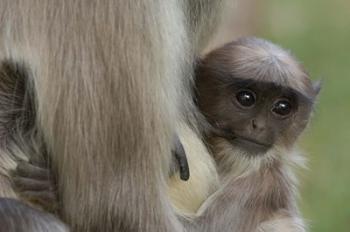 Hanuman Langurs baby monkey, Mandore, Rajasthan. INDIA | Obraz na stenu