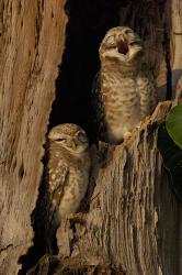 Pair of Spotted Owls, Bharatpur NP, Rajasthan. INDIA | Obraz na stenu