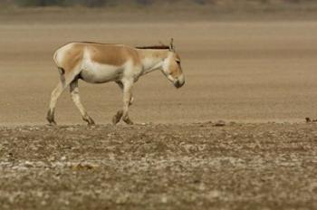 Asiatic Wild Ass, Donkey, Gujarat, INDIA | Obraz na stenu