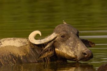 Water buffalo, Wildlife, Bharatpur village, INDIA | Obraz na stenu