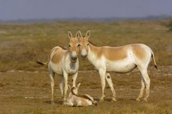 Group of Asiatic Wild Ass,  Gujarat, INDIA | Obraz na stenu