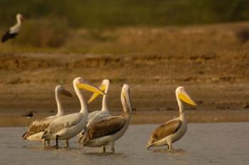 Great White Pelican bird, Velavadar, Gujarat, SW INDIA | Obraz na stenu