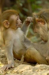 Rhesus Macaque, Bharatpur National Park, Rajasthan INDIA | Obraz na stenu