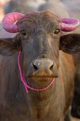 Water buffalo, Diwali Hindu festival, Rajasthan, India | Obraz na stenu