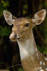 Spotted Deer wildlife, Bharatpur, Keoladeo Ghana, INDIA | Obraz na stenu