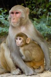 Rhesus Macaque monkey with baby, Bharatpur National Park, Rajasthan INDIA | Obraz na stenu