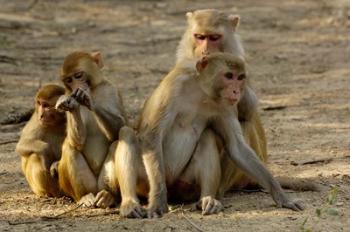 Group of Rhesus Macaques, Bharatpur NP, Rajasthan, INDIA | Obraz na stenu
