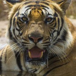 Male Bengal Tiger at Bandhavgarh Tiger Reserve, India | Obraz na stenu