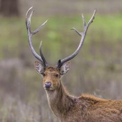 Southern Wwamp Deer at Kanha Tiger reserve, India | Obraz na stenu