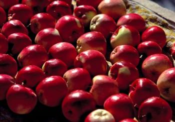 India, Ladakh, Leh. Apples at market in Lamayuru | Obraz na stenu