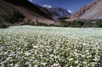 India, Ladakh, Suru, White flower blooms | Obraz na stenu