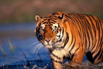 Bengal Tiger, India | Obraz na stenu