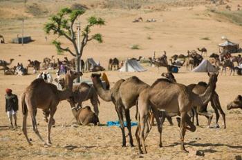 Camel Market, Pushkar Camel Fair, India | Obraz na stenu