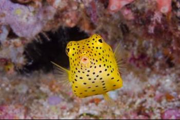 Box fish swims amid coral | Obraz na stenu