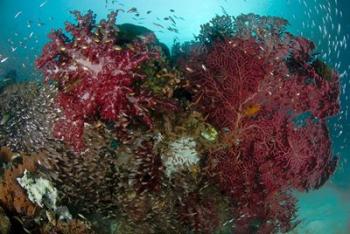 Marine Life, Reefs | Obraz na stenu