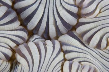 Sea anemone, Marine life | Obraz na stenu