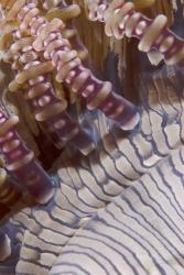 Ringed tentacles, Marine life | Obraz na stenu