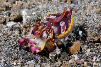 Pfeffer's flamboyant cuttlefish | Obraz na stenu