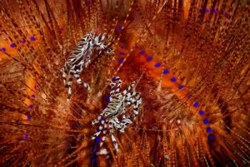 Indonesia, Lembeh Straits Zebra crabs, Marine life | Obraz na stenu
