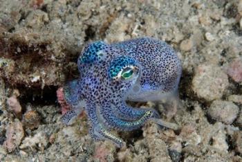 Bobtail squid marine life | Obraz na stenu