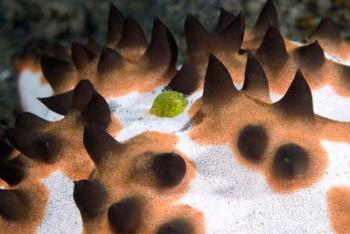 Seastar, marine life | Obraz na stenu