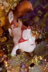 Frogfish or anglerfish | Obraz na stenu