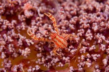 Crabcoralmarine life | Obraz na stenu