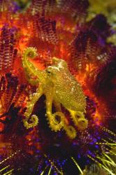 Octopus marine life | Obraz na stenu