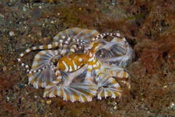 Octopus, Indonesia | Obraz na stenu
