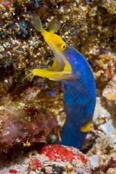 Ribbon eel marine life | Obraz na stenu