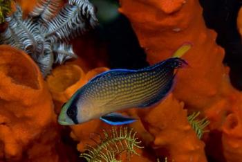 Dottyback, corals, marine life | Obraz na stenu