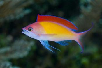 Colorful anthias fish | Obraz na stenu
