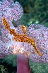 Pipe fish and coral | Obraz na stenu