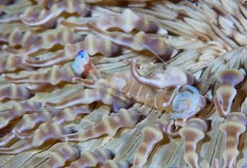 Shrimp, Anemone, marine life | Obraz na stenu