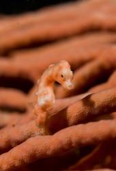 Pygmy seahorse marine life | Obraz na stenu