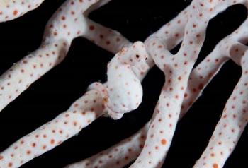 Pygmy seahorse | Obraz na stenu