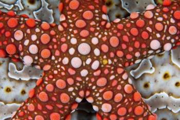 Partial view of colorful sea star over a sea cucumber, Raja Ampat, Indonesia | Obraz na stenu