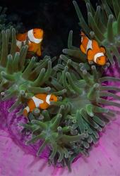 Clownfish swim among anemone tentacles, Raja Ampat, Indonesia | Obraz na stenu
